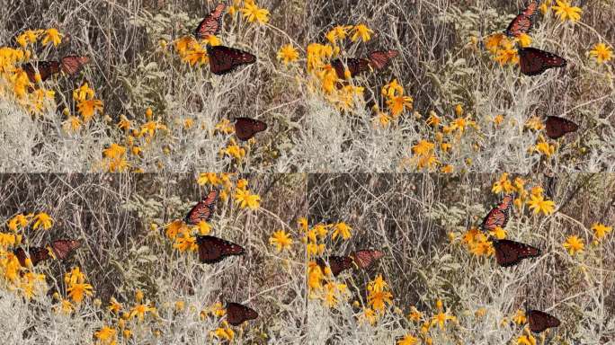 迁徙的帝王蝶在新墨西哥州的拉斯克鲁塞斯沙漠停留