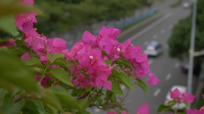 绿色城市植物花朵三角梅