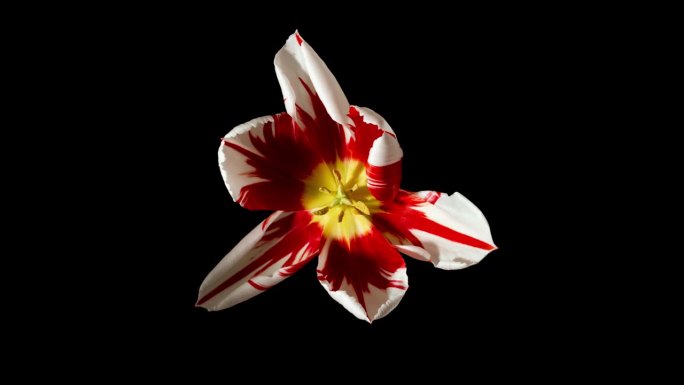 延时枯萎的白色和红色郁金香花在黑色的背景上盛开和枯萎的花从完全开花到枯萎