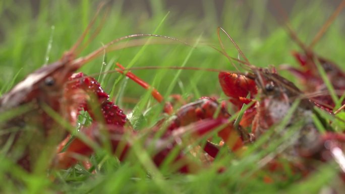 草里小龙虾