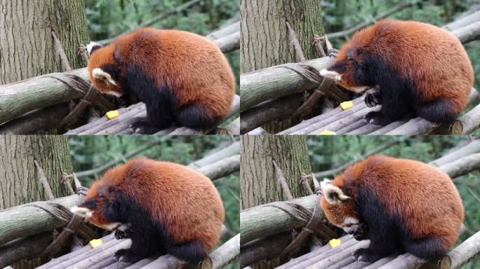 4K吃水果的小熊猫