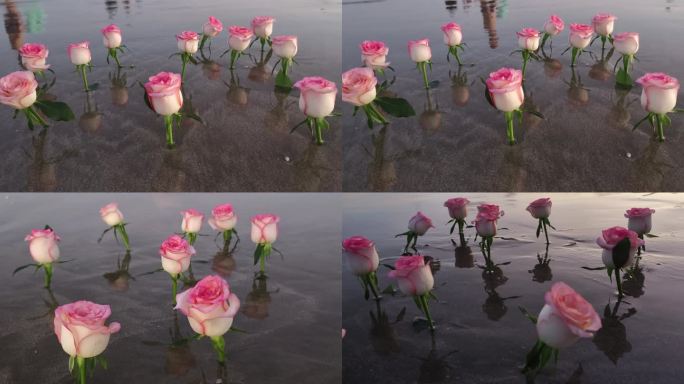 大海玫瑰花情人节植物浪滩浪漫沙滩插满鲜花