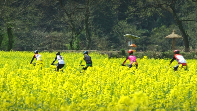 骑行 油菜花