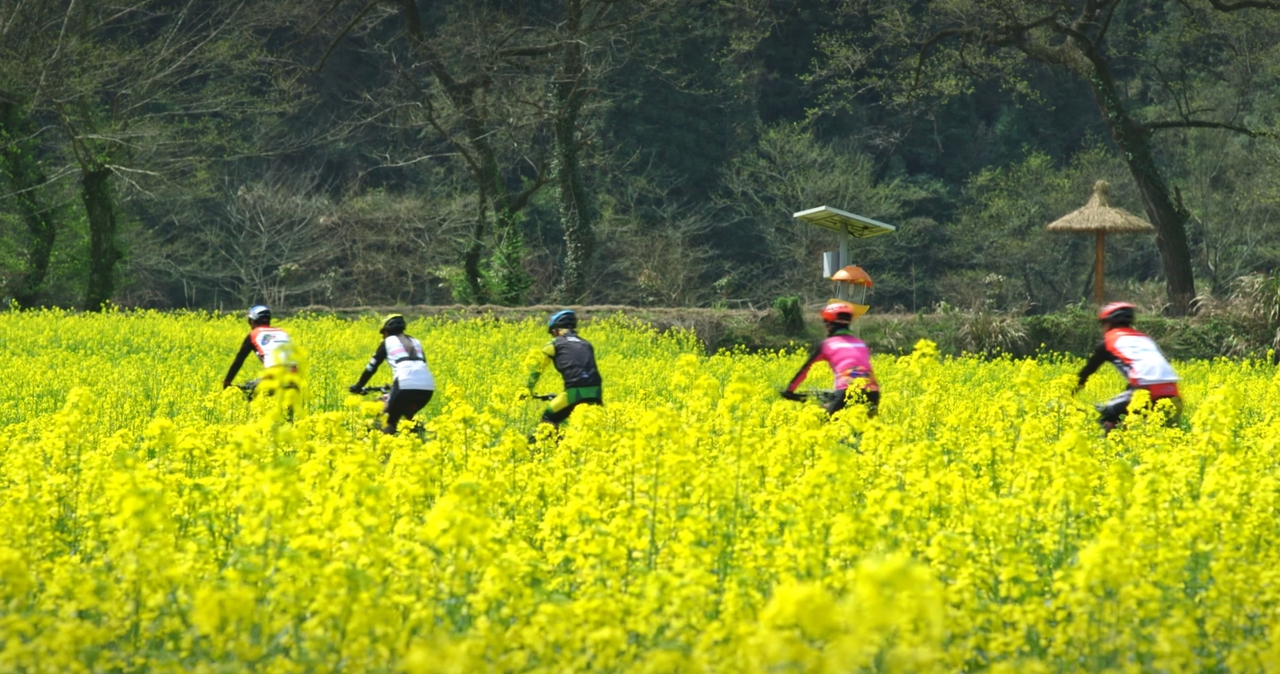 骑行 油菜花