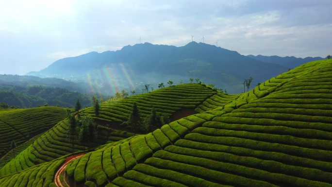 木耳山 茶园