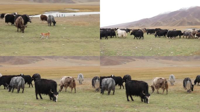 新疆牦牛斗牛犬