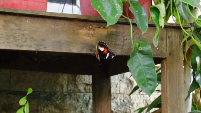 黑脉金斑蝶或普通鸟翅是凤蝶科的一种大型蝴蝶