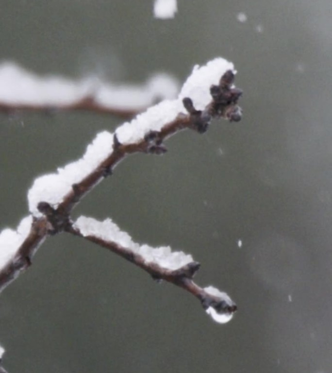 垂直视频-在茂密的森林里，大雪落在树上的慢动作