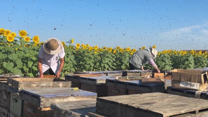 养蜜蜂的农民