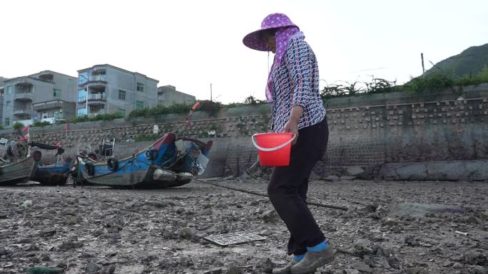 福建连江农村海边赶海 牡蛎 赶海 退潮