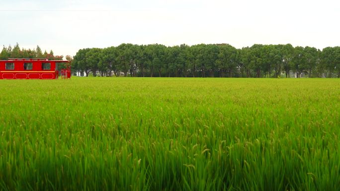 实拍观光农业绿色稻田里的红色观光小火车