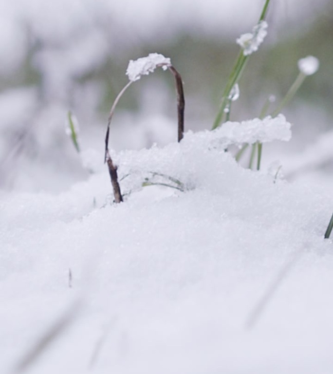 垂直视频-在茂密的森林里，大雪落在树上的慢动作