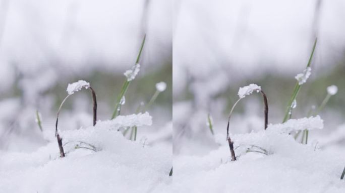 垂直视频-在茂密的森林里，大雪落在树上的慢动作