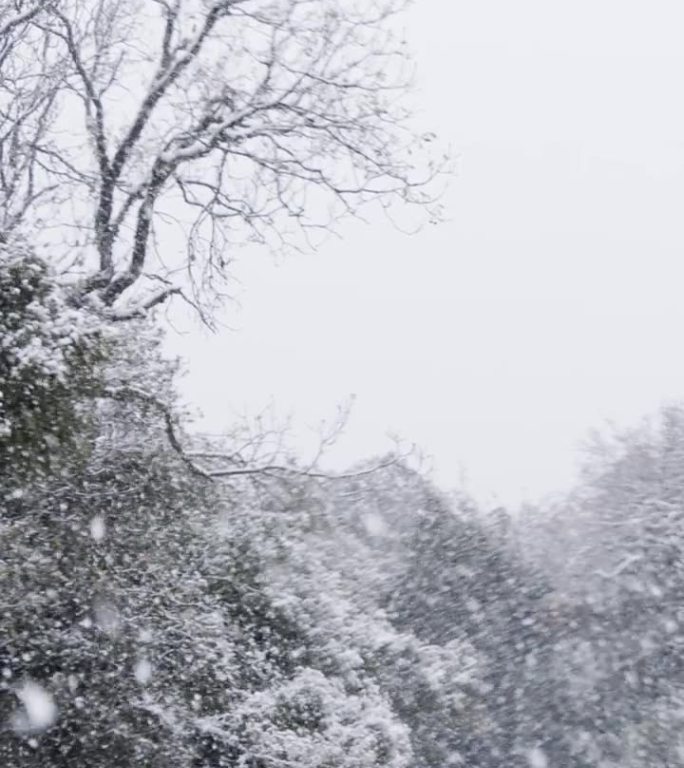 垂直视频-在茂密的森林里，大雪落在树上的慢动作