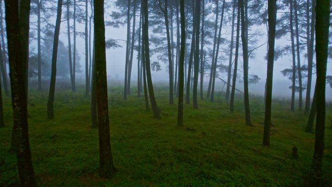 树林迷雾大雾