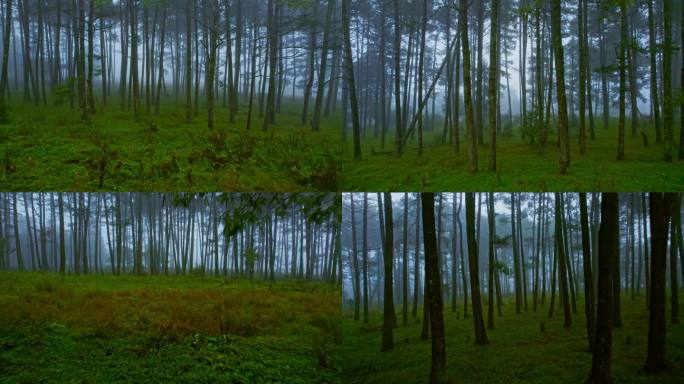 树林迷雾大雾