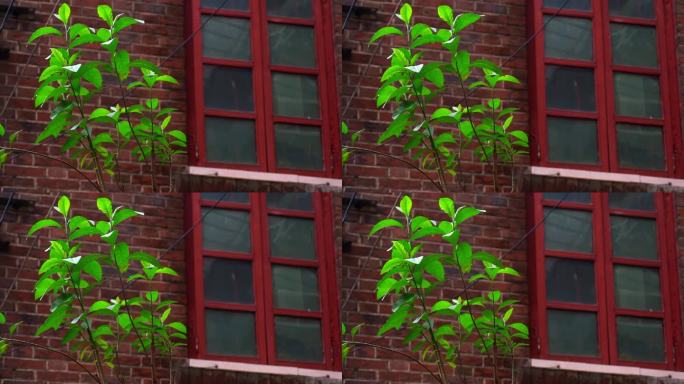 红砖墙窗户一角 绿叶飘动