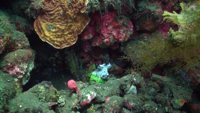 水下水螅的存在丰富了巴厘岛的水下环境。