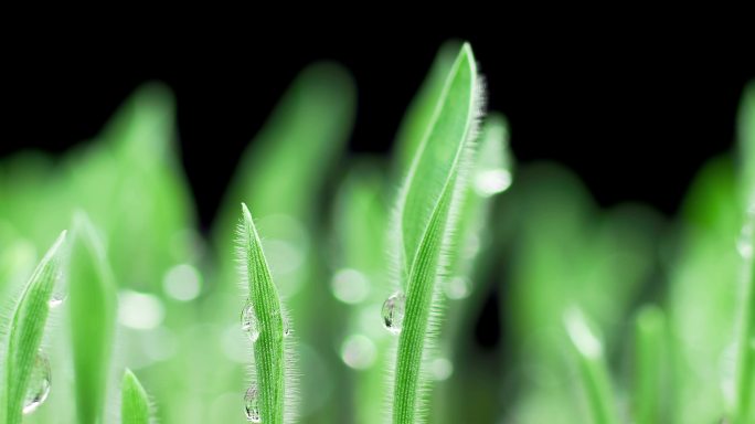 带露珠小草生长延时小草上露珠