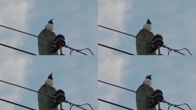 4k电线杆上的小鸟，蓝天背景