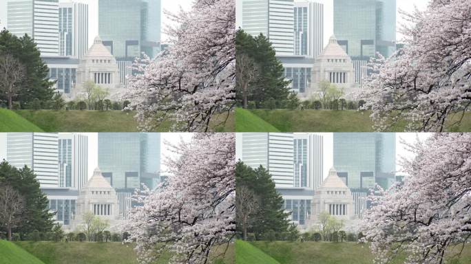 东京，日本:樱花和国民议会大厦。