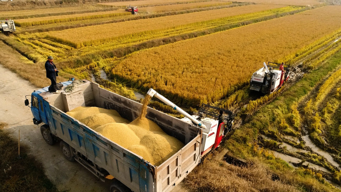 农业农村水稻收割丰收季节