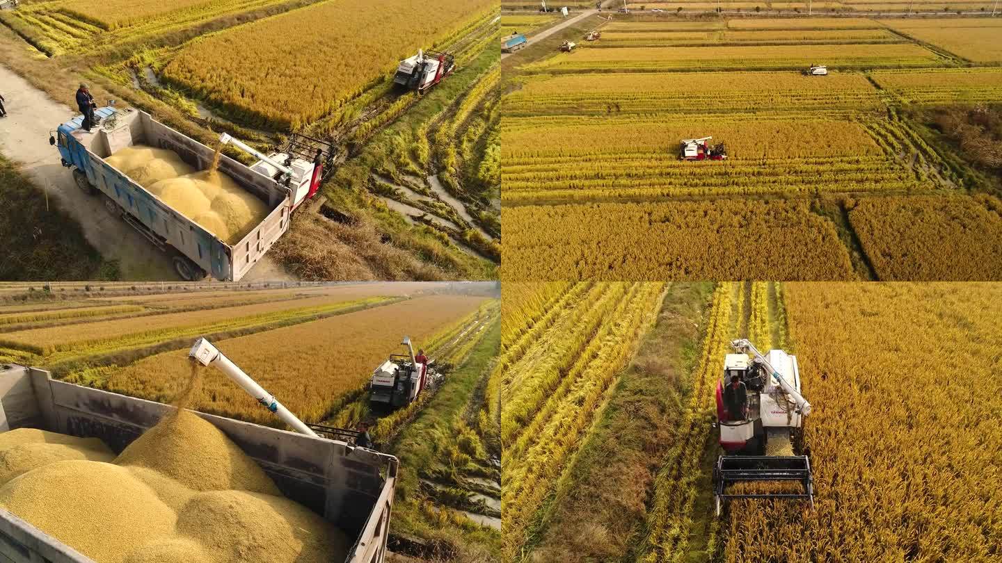 农业农村水稻收割丰收季节