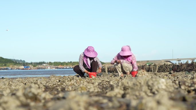 福建连江农村海边赶海 牡蛎 赶海 退潮