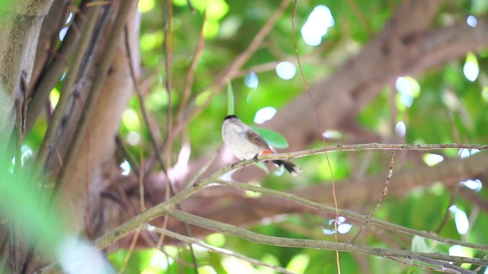 生态公园树上的小鸟