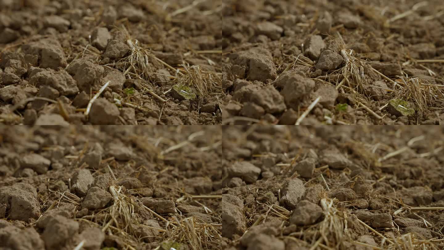 混合肥料的土壤