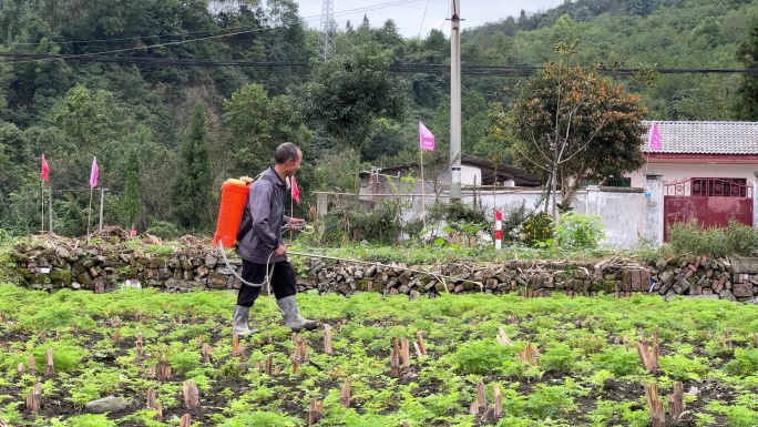 喷农药 农业 种植 除草剂 农民