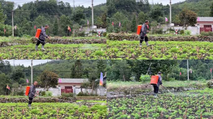 喷农药 农业 种植 除草剂 农民