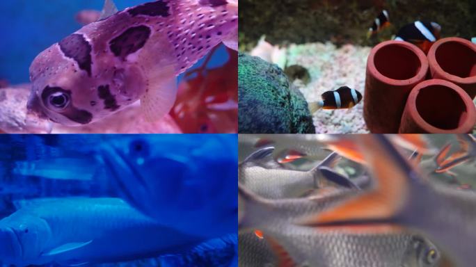 热带鱼 观赏鱼 海底世界水族馆