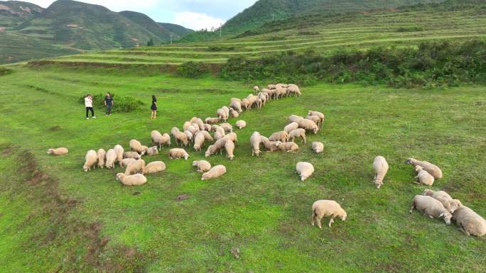 游客与羊群合照