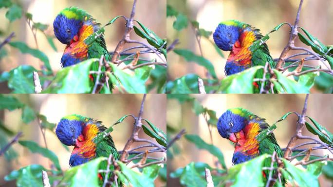 美丽的彩虹鹦鹉，毛舌鹦鹉栖息在树枝上，在其自然栖息地，热带森林环境中，梳理和清洁其充满活力的羽毛。