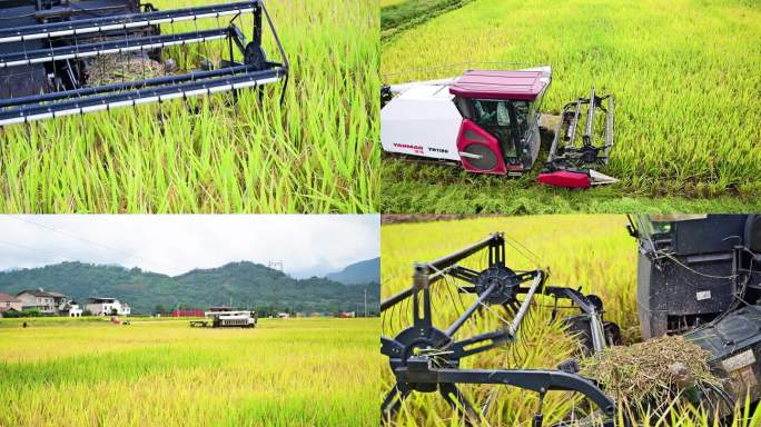 稻田稻谷丰收机械化收割机作业视频素材