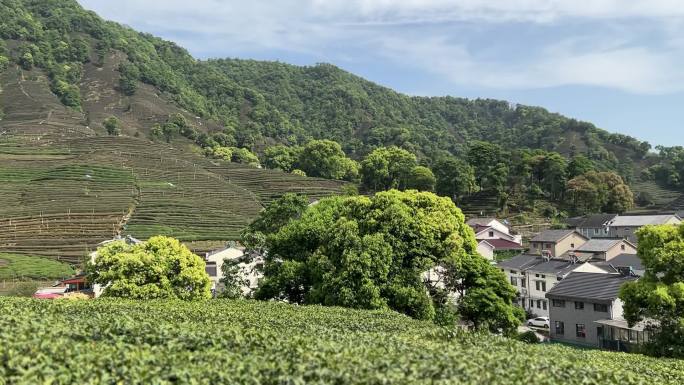 浙江杭州梅家坞龙井茶山茶村视频素材