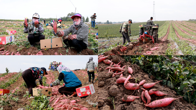 农民挖红薯