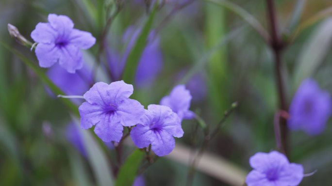 蓝花草微距视频