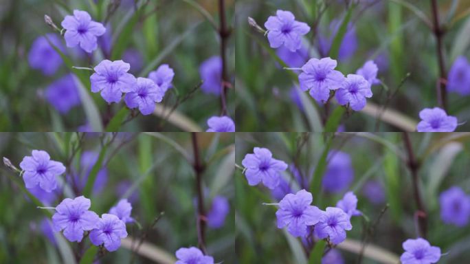 蓝花草微距视频