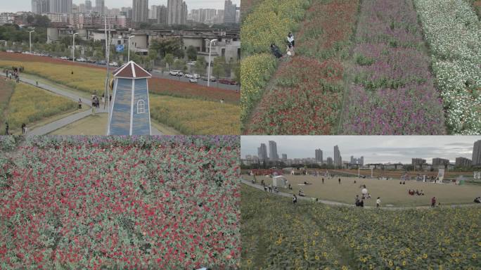 南昌新建马兰圩秋季花海