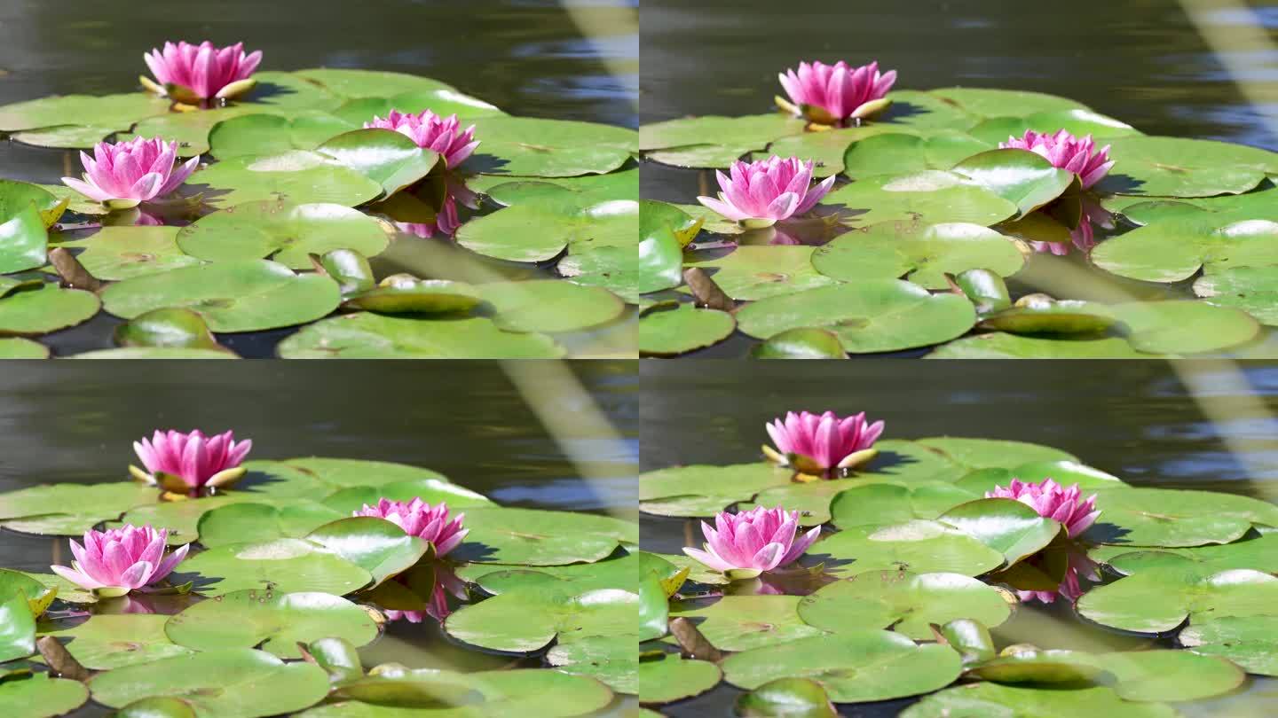 池塘上的三朵粉红色睡莲