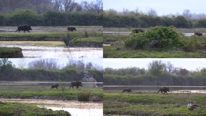 野猪家族在索<s:1>阿河河口的沼泽上奔跑