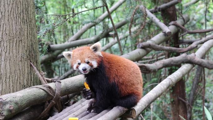 4K动物小熊猫吃东西