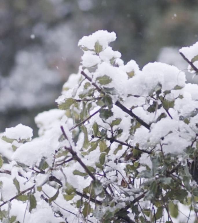 垂直视频-在茂密的森林里，大雪落在树上的慢动作