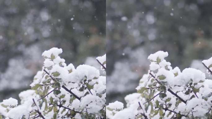 垂直视频-在茂密的森林里，大雪落在树上的慢动作