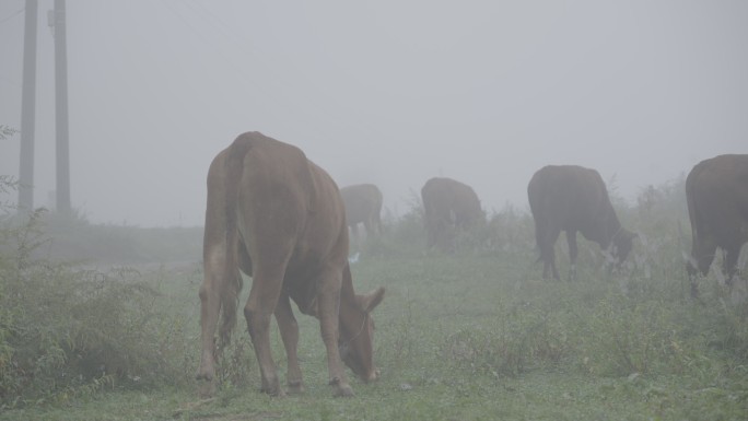 雾里 黄牛 吃草 放牛