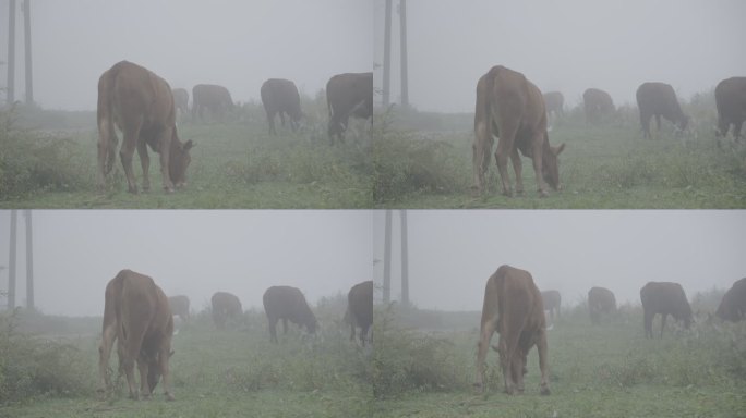 雾里 黄牛 吃草 放牛