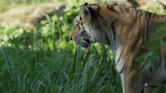 一只老虎跑着环顾四周，温暖晴朗的日子，大自然和丛林，RED 4K