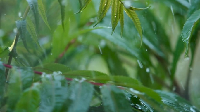 特写水滴绿叶前景。大雨落在绿色植物的叶子上。平静放松冥想和平的背景。下雨时从绿叶蕨类植物上滴下的慢动